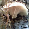 greg_elbe
